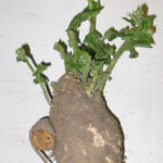 Bryonia Mother Tincture Uses, Benefits, Dosage Complete Guide