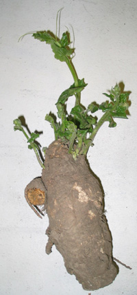 Bryonia Mother Tincture Uses, Benefits, Dosage Complete Guide