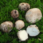 Bovista Mother Tincture Uses, Benefits, Dosage Complete Guide.