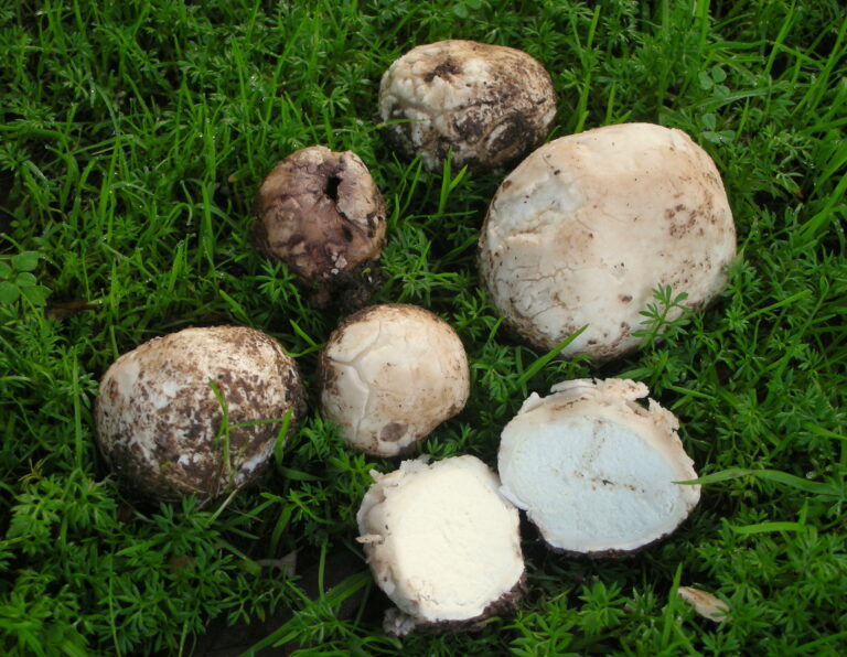 Bovista Mother Tincture Uses, Benefits, Dosage Complete Guide.