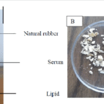 Calotropis Mother Tincture Uses, Benefits, Dosage Complete Guide.