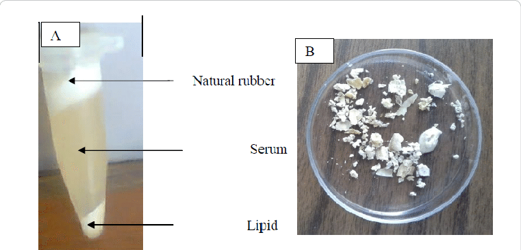 Calotropis Mother Tincture Uses, Benefits, Dosage Complete Guide.