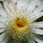 Cactus Grandiflorus Mother Tincture: Uses, Benefits, Dosage & Safety Guide