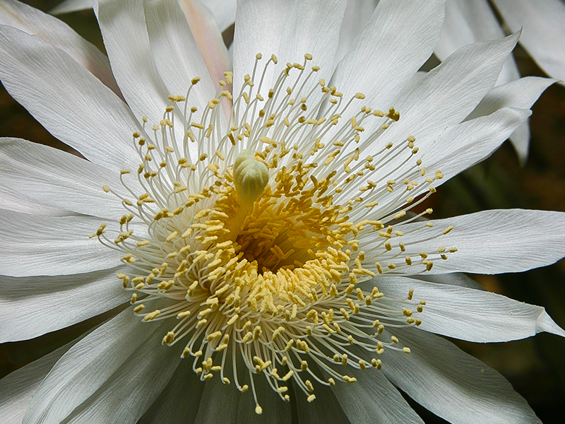 Cactus Grandiflorus Mother Tincture: Uses, Benefits, Dosage & Safety Guide
